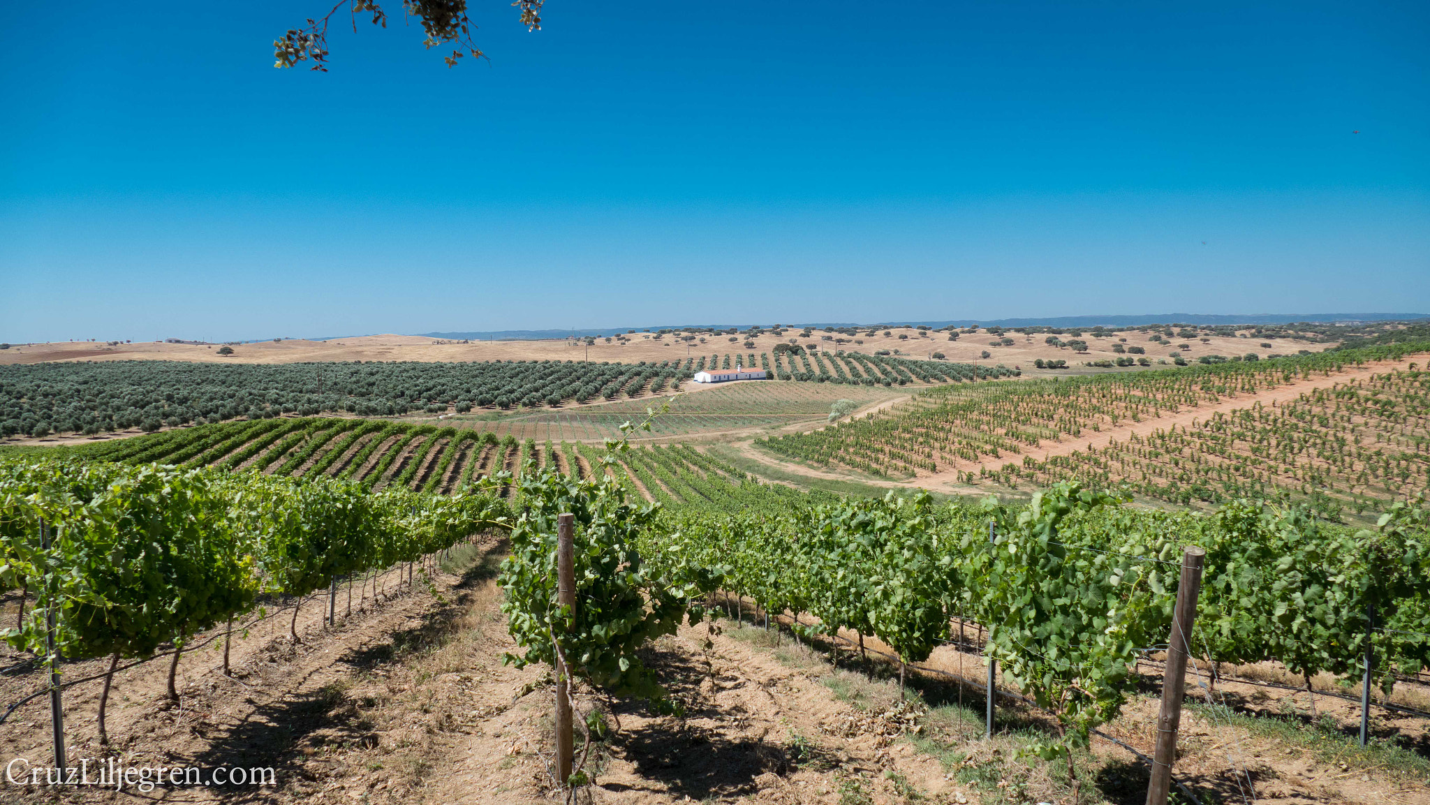 Weinlandschaft der Herdade Paço do Conde im Alentejo
